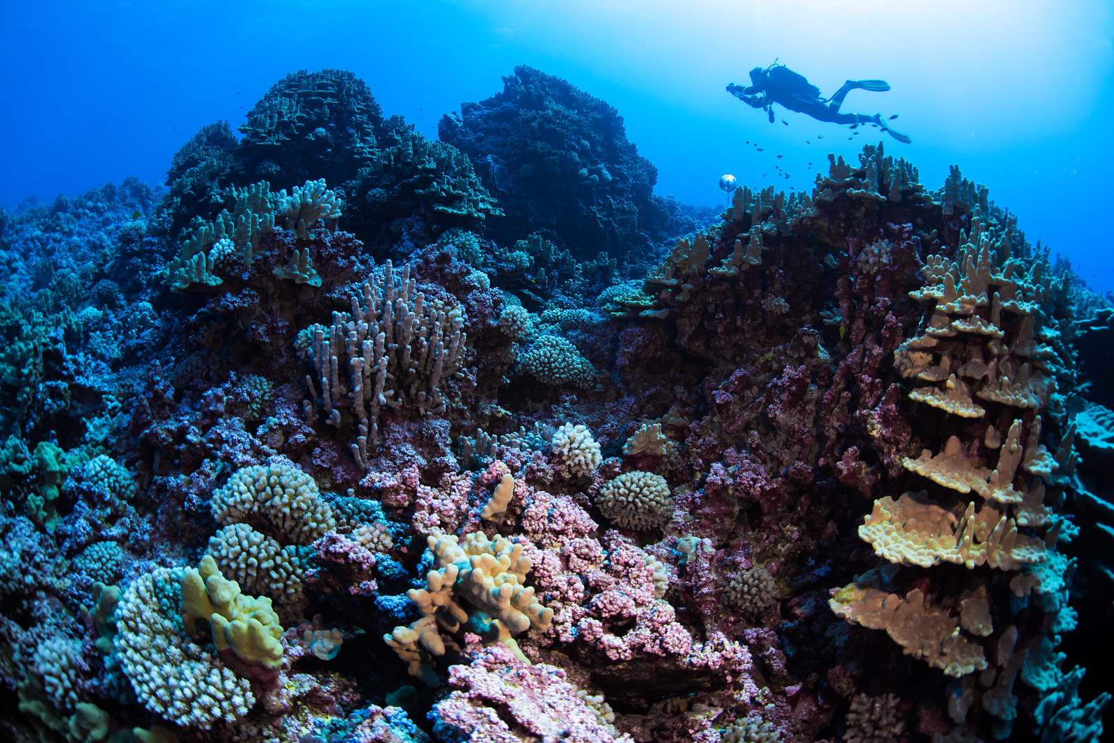 Pitcairn coral reefs, with diver in the background