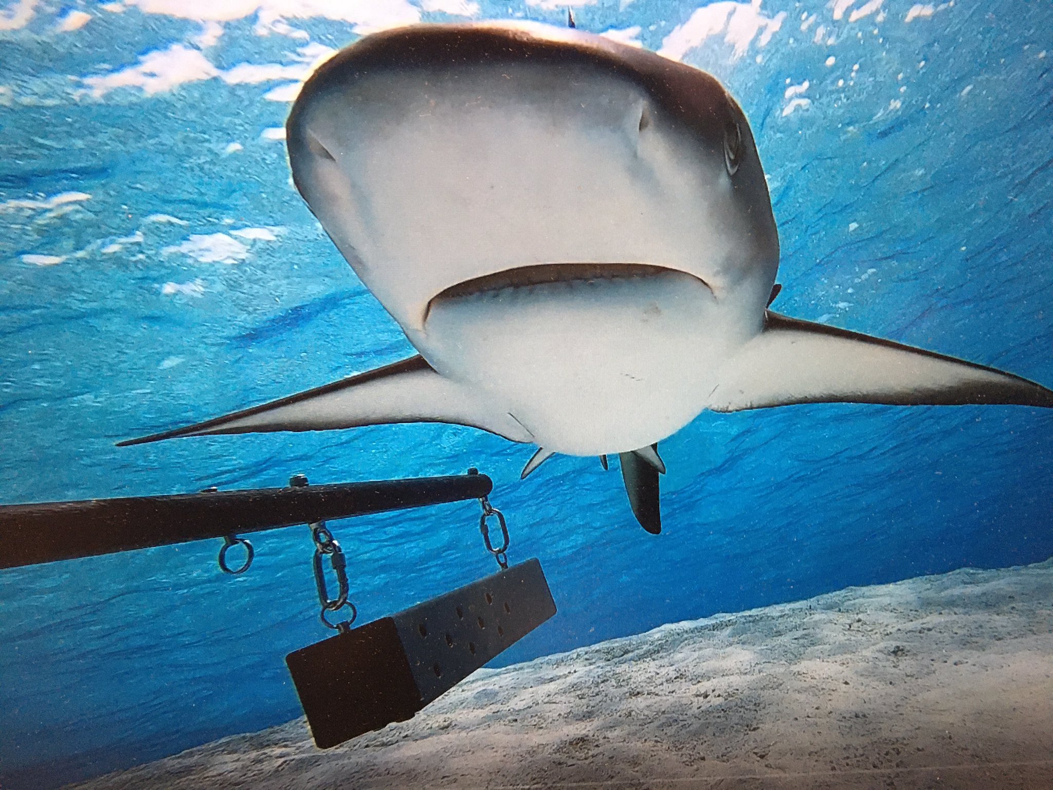 Shark photographed above BRUVS camera