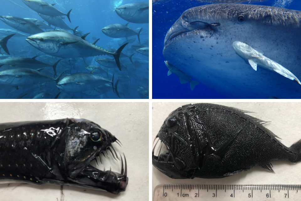 An example of just some of the species we may encounter during the expedition. From top left, going clockwise: Yellowfin Tuna, Whale Shark, Common Fangtooth, and Viper Fish 
