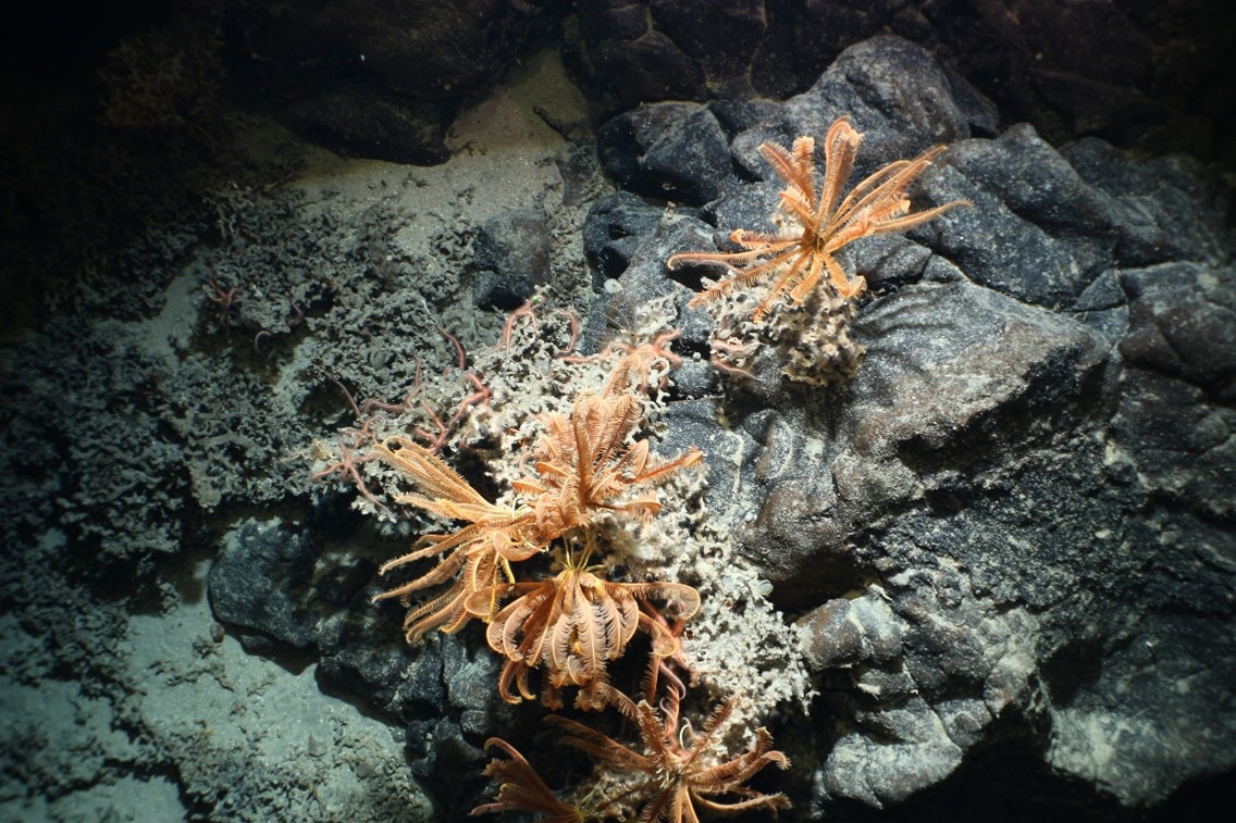 Cold-water corals pictured around Ascension Island during Discovery 159 expedition