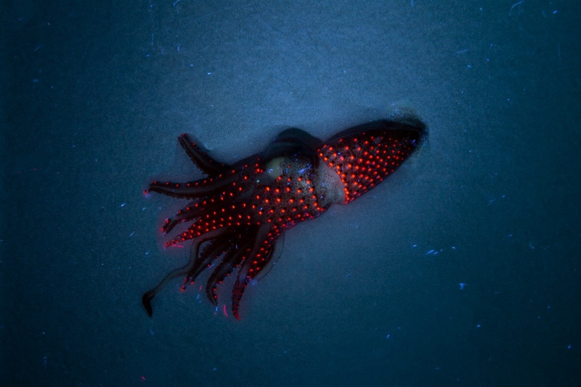 A Jewel Squid under UV light