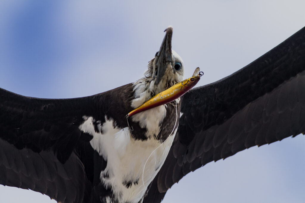 Frigatebird with fishing lure and line in its beak.