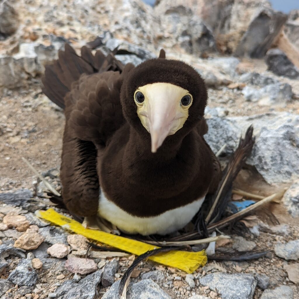 Brown booby sitting on a nest made of feathers and plastic items.