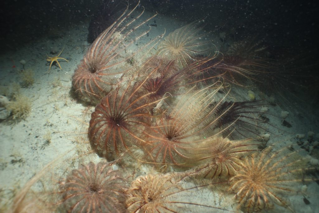 A Feather Star on the sea bed